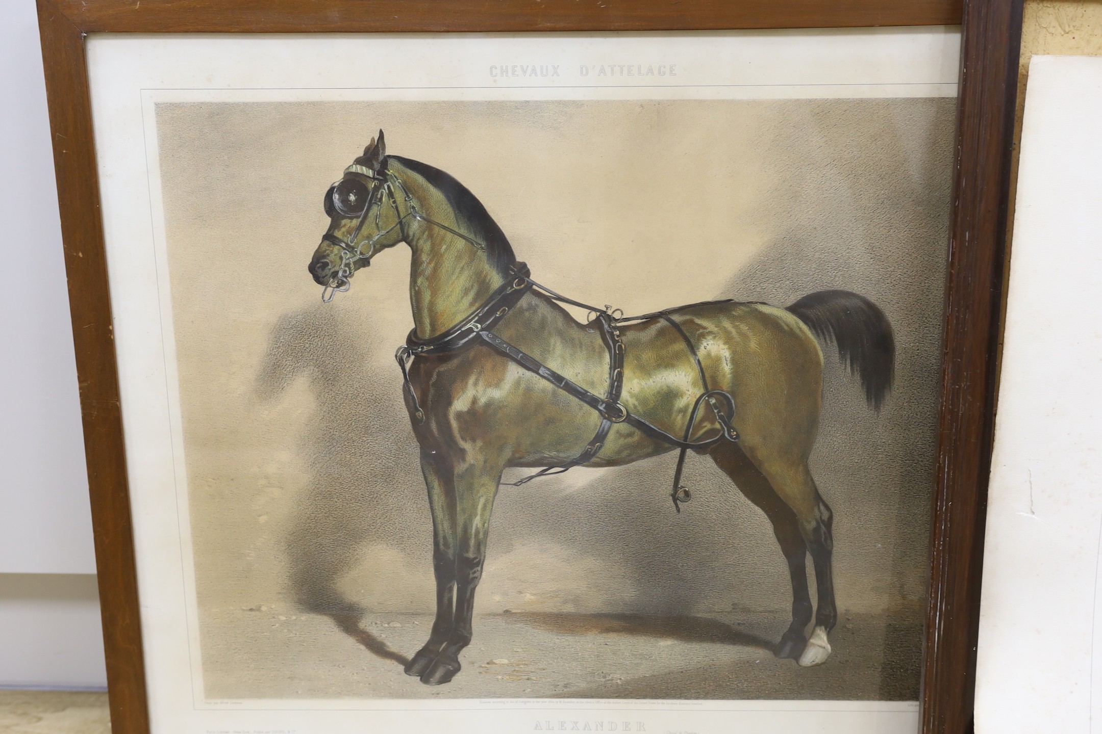 After Dedreux, two equine lithographs, ‘Alexander’ and ‘Ali’, 56 x 67cm
